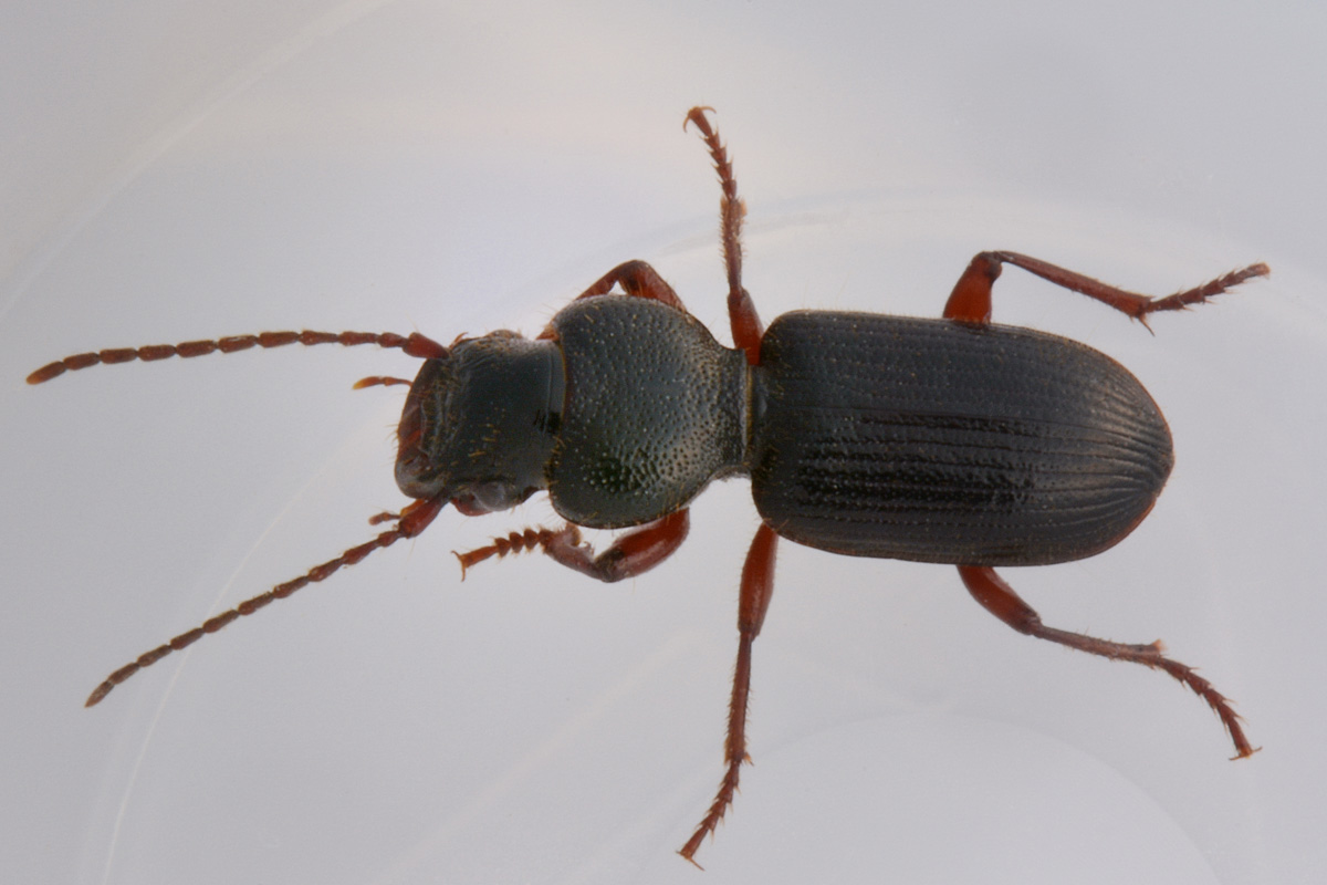 Carabidae: Carterus fulvipes